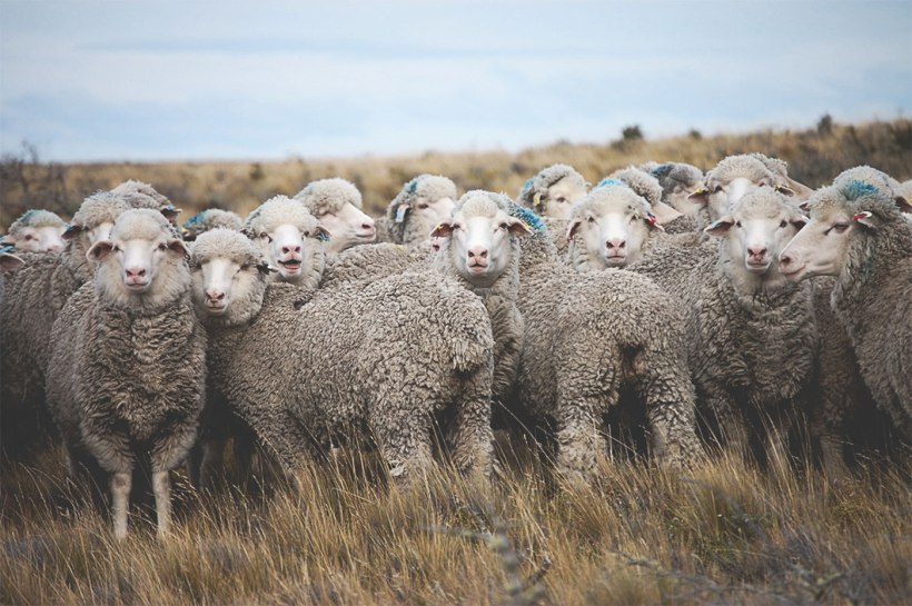 Sheeps, Wool, Nature, Artisan